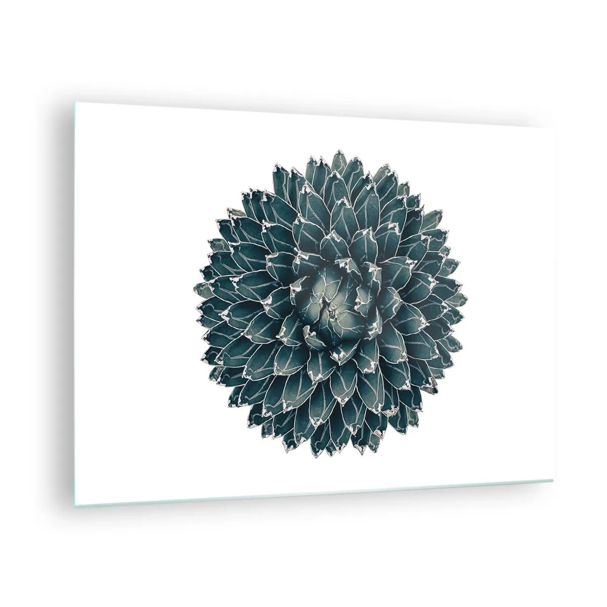 Glastavla - Bild på glas - Symmetriskt mönster av suckulent växt på vit bakgrund - 70x50cm - Öknens stjärna - Modern väggdekoration för vardagsrum och sovrum ARTTOR