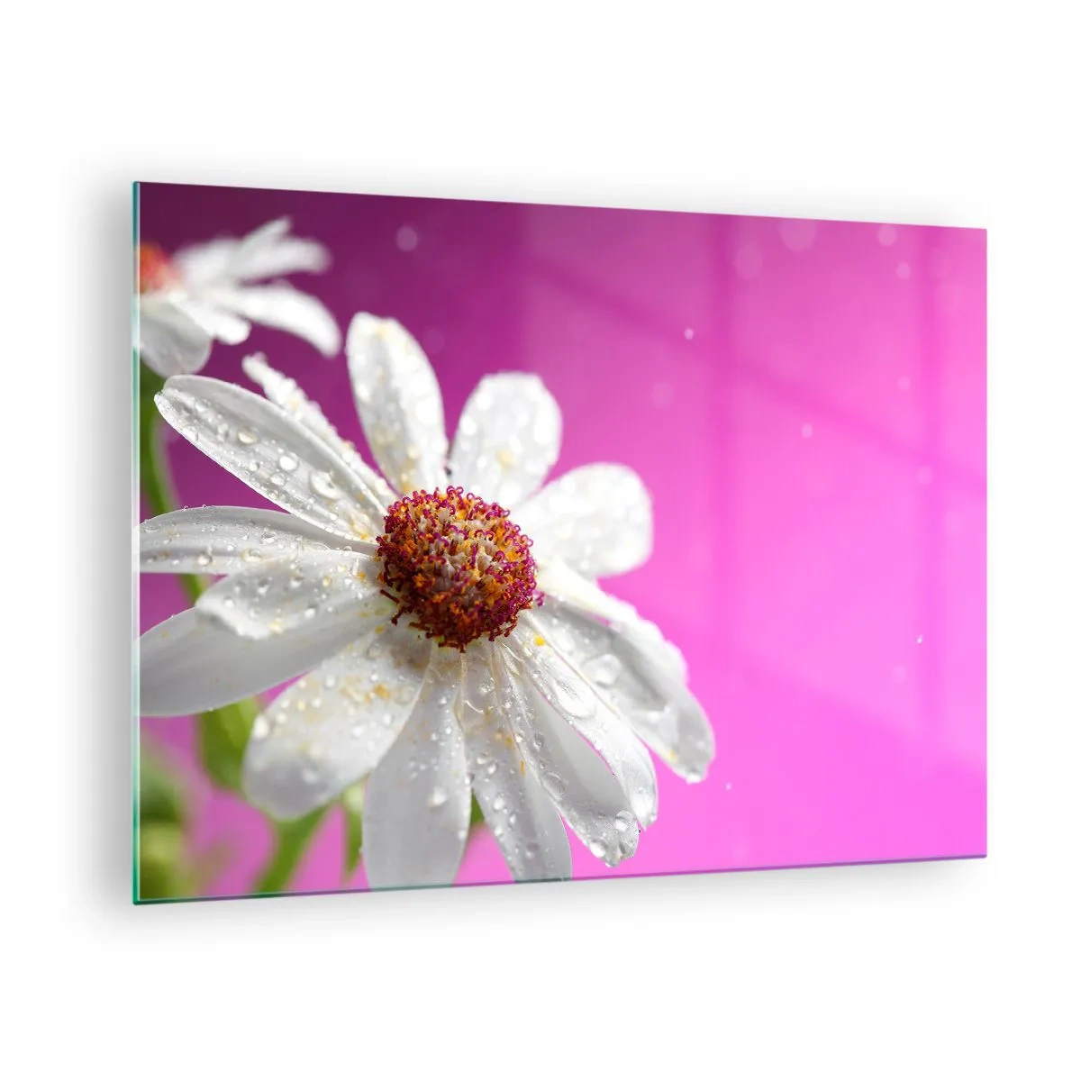 Glastavla - Bild på glas - Makrofotografi av en vit blomma med daggdroppar mot en rosa bakgrund - 70x50cm - Sparsam i sin skönhet - Modern väggdekoration för vardagsrum och sovrum ARTTOR