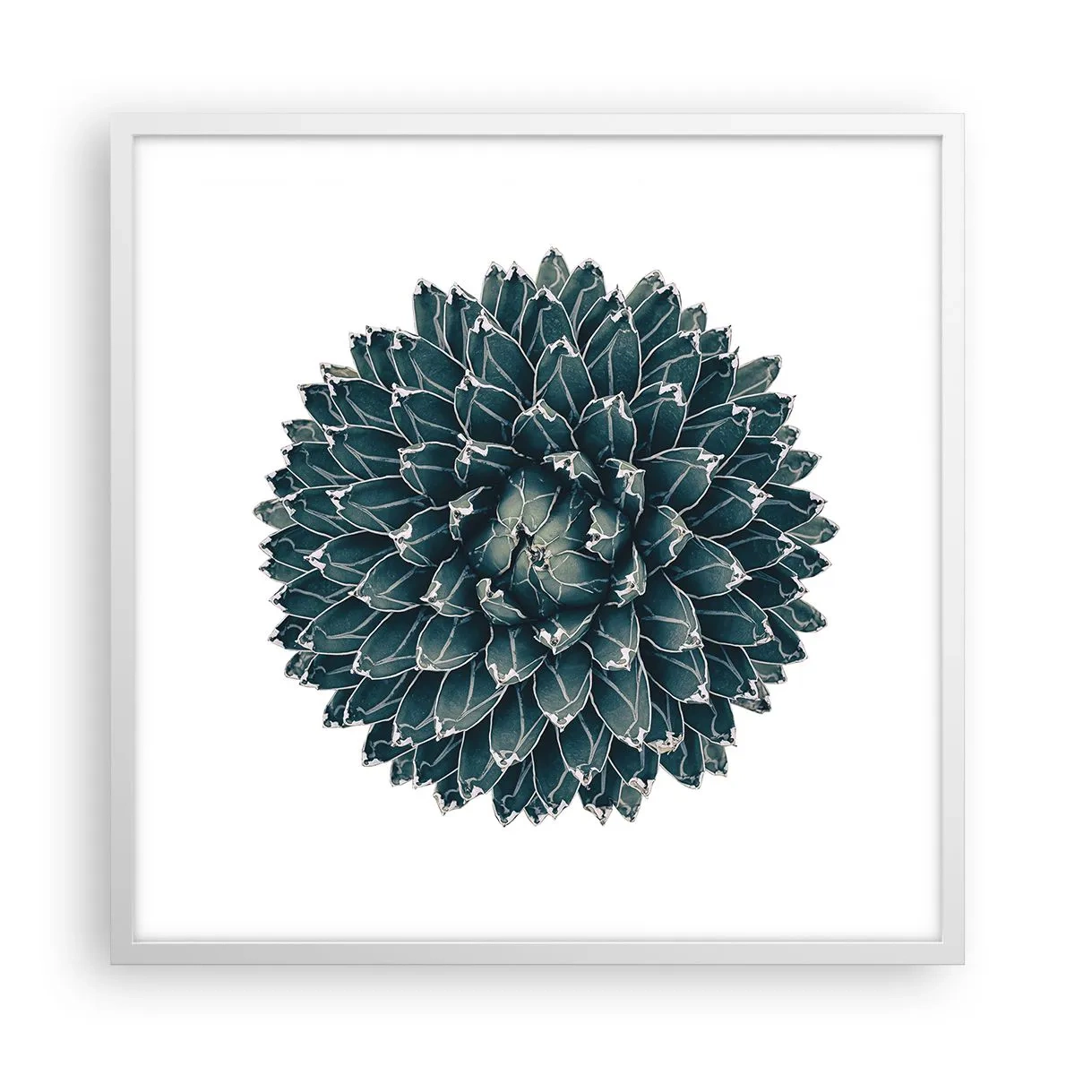 Affisch i vit ram - Öknens stjärna - 60x60 cm