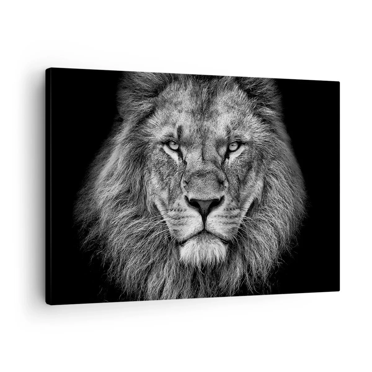 Canvastavla - Bild på duk - Porträtt av ett majestätiskt lejon i svartvitt - 70x50cm - I kröningskläder - Modern väggdekoration för vardagsrum och sovrum ARTTOR