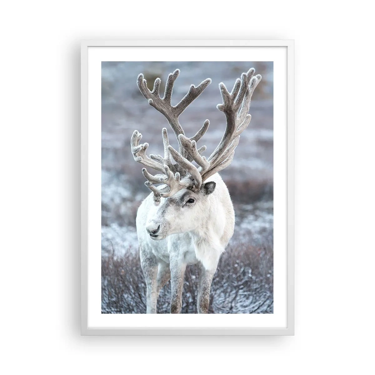 Affisch i vit ram - Porträtt i solsken - 50x70 cm