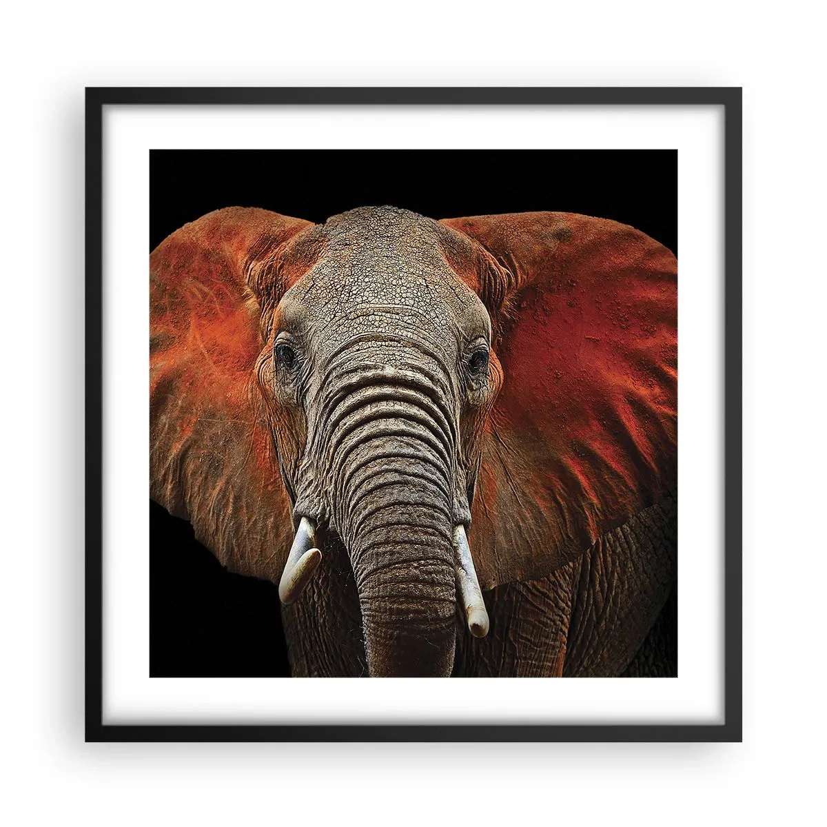 Affisch i svart ram - Jag är vild, och du? - 50x50 cm