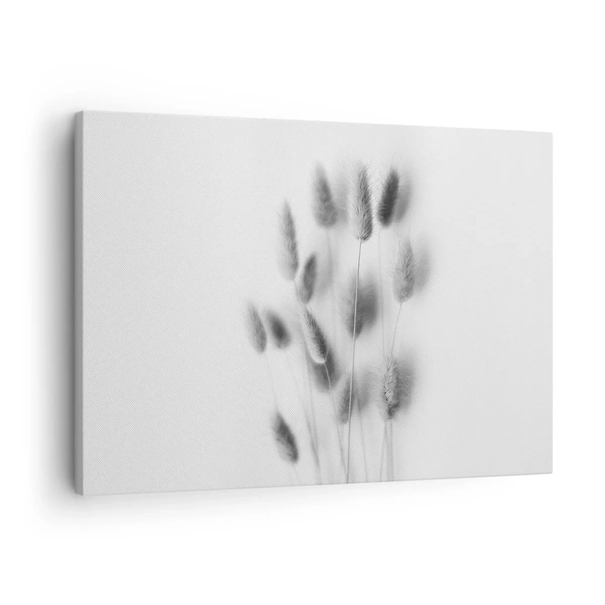 Canvastavla - Bild på duk - Ömtåliga gräs i grå nyanser på vit bakgrund - 70x50cm - Fluffigt gräs - Modern väggdekoration för vardagsrum och sovrum ARTTOR