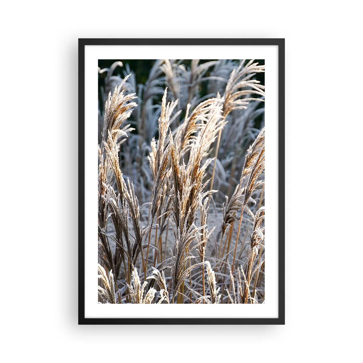 Affisch i svart ram - Torkat gräs täckt med frost i ett vinterlandskap - 50x70cm - Frostprydda - Modern väggdekoration för vardagsrum och sovrum ARTTOR