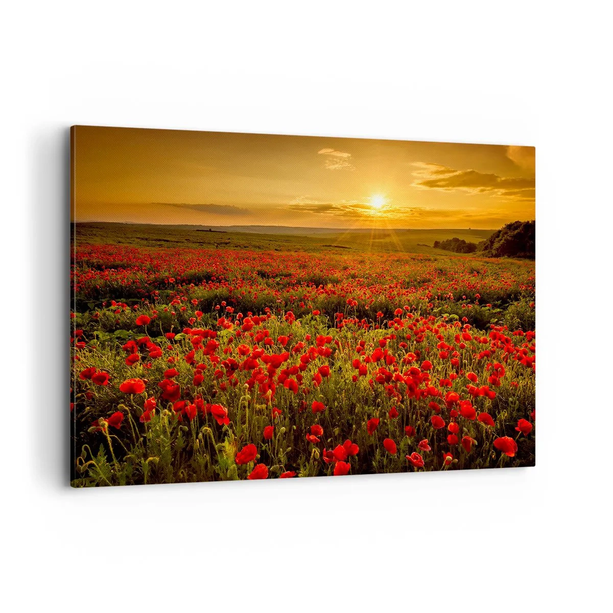 Canvastavla - Bild på duk - Bland brusande ängars vågor, bland blommornas flod - 120x80 cm