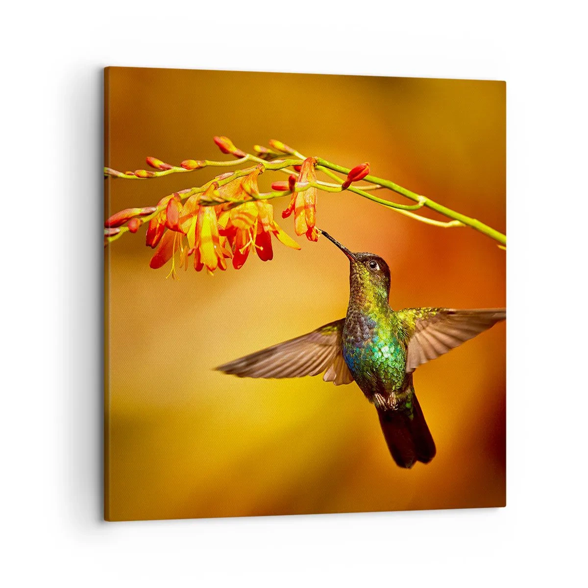 Canvastavla - Bild på duk - Ljusbud enligt Mayafolket - 50x50 cm