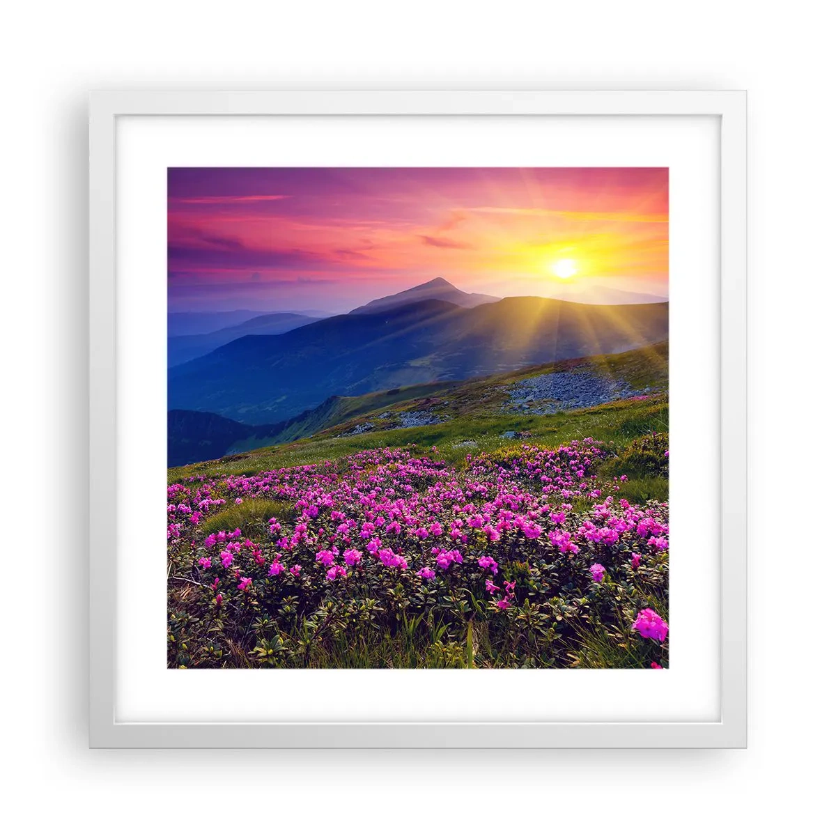 Affisch i vit ram - … Bergtallen doftar och örterna luktar runt omkring - 40x40 cm