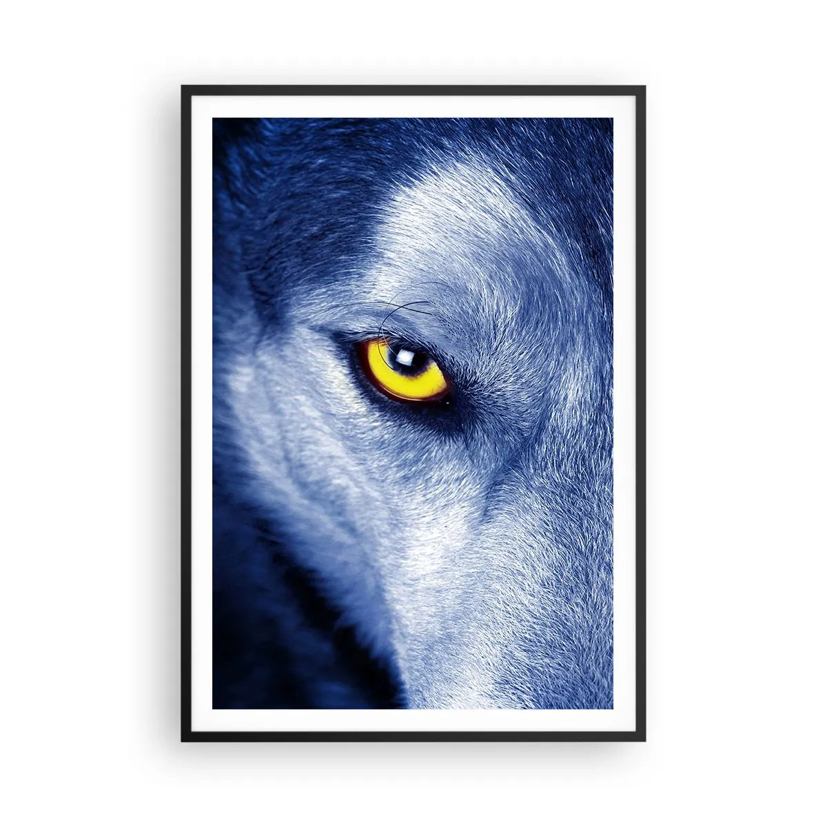 Affisch i svart ram - Hypnotiserade titt - 70x100 cm