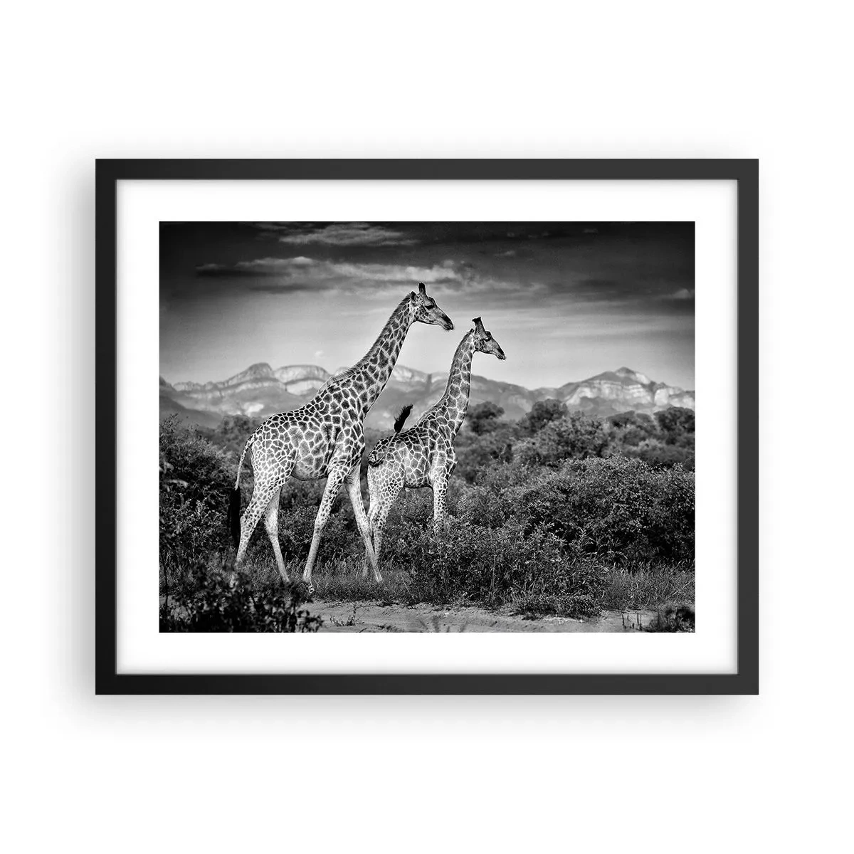 Affisch i svart ram - Högre klasser i Afrika - 50x40 cm