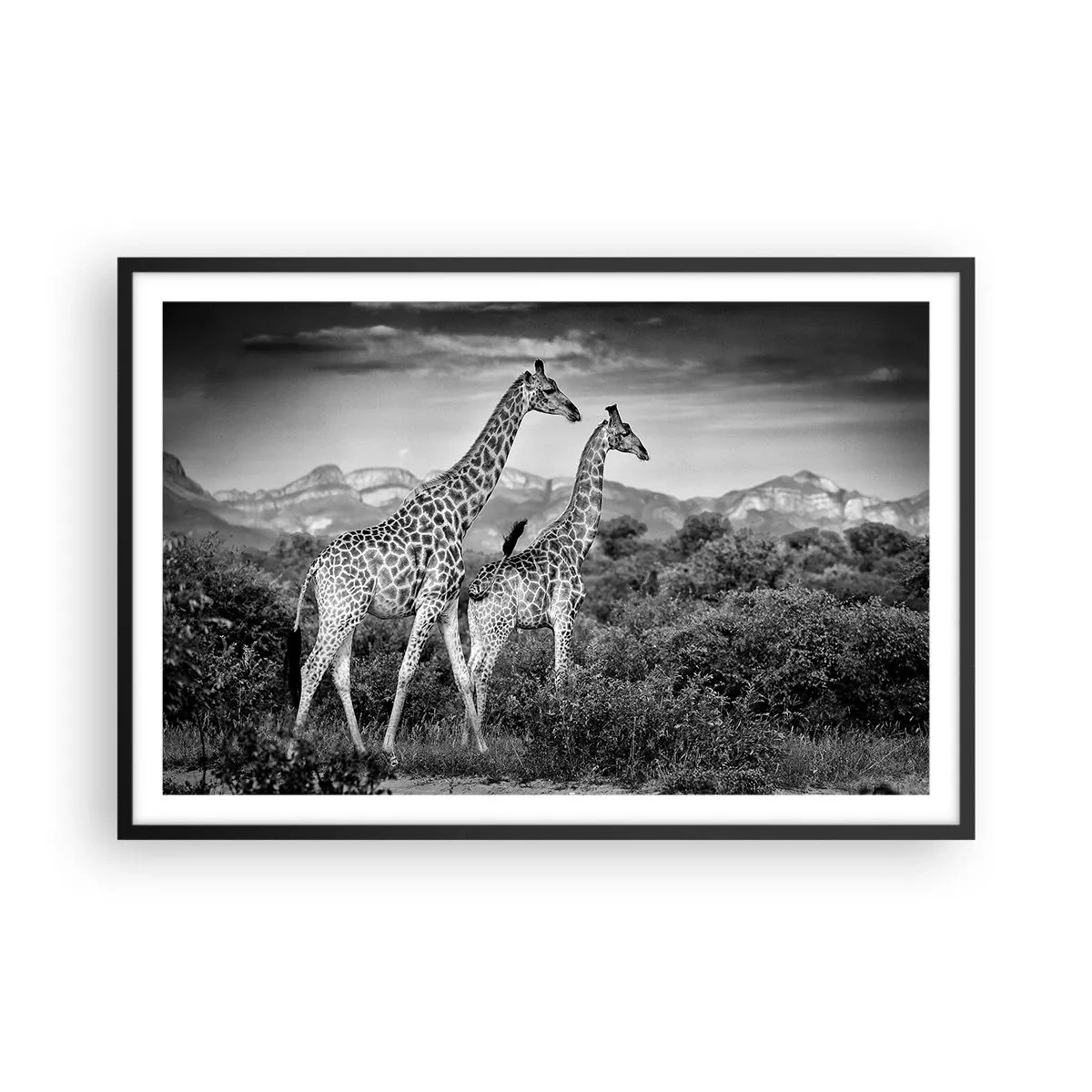 Affisch i svart ram - Högre klasser i Afrika - 91x61 cm
