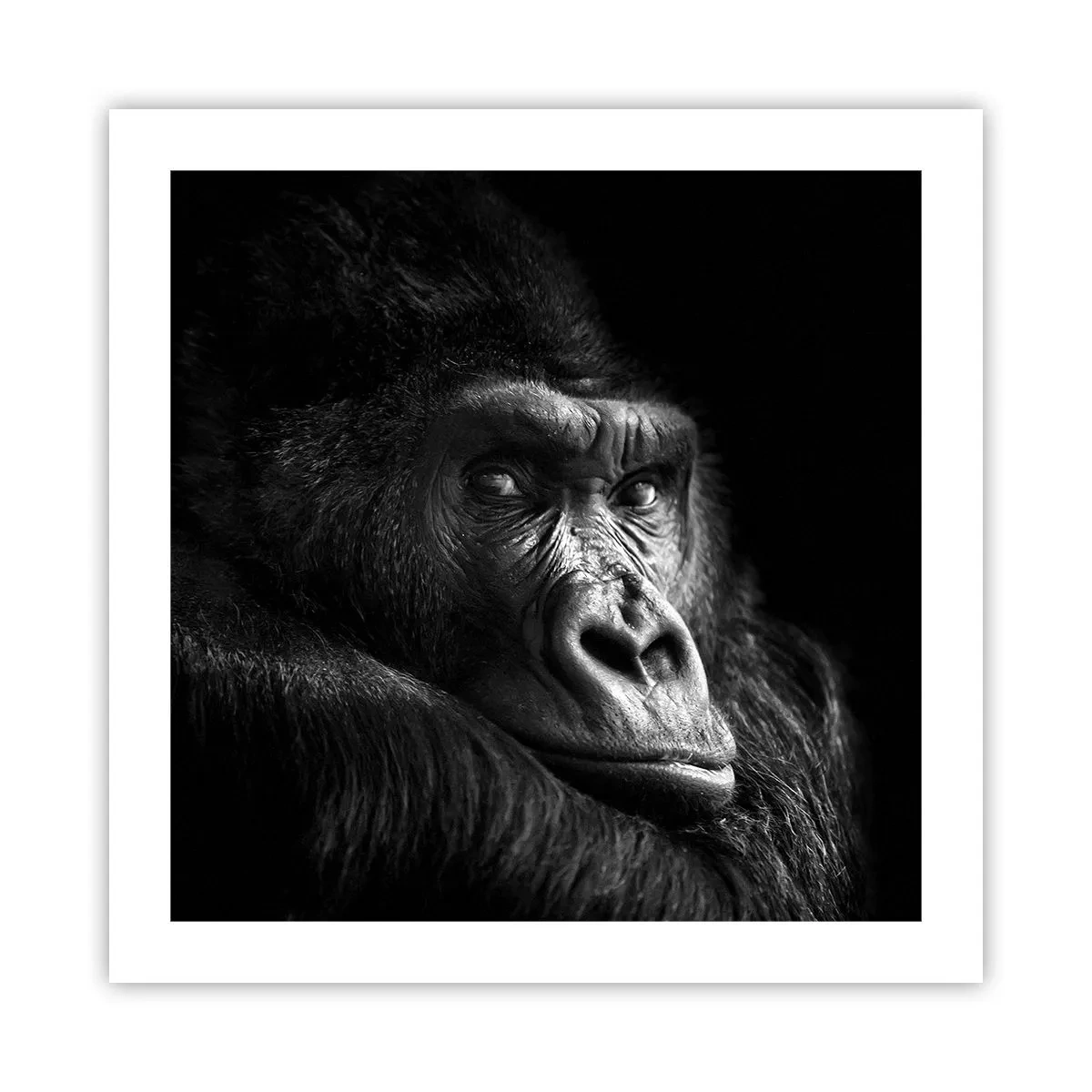 Affisch - Varför glor du? - 50x50 cm