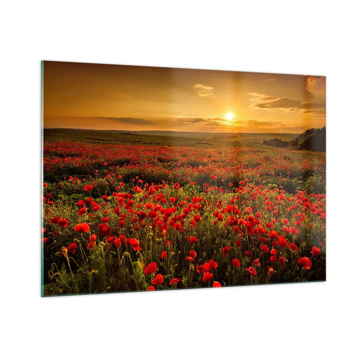 Glastavla - Bild på glas - Bland brusande ängars vågor, bland blommornas flod - 100x70 cm
