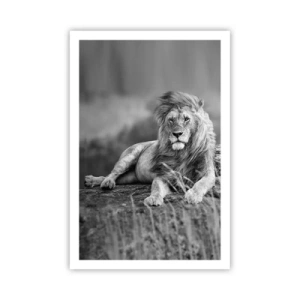 Affisch - Kunglig siesta - 61x91 cm