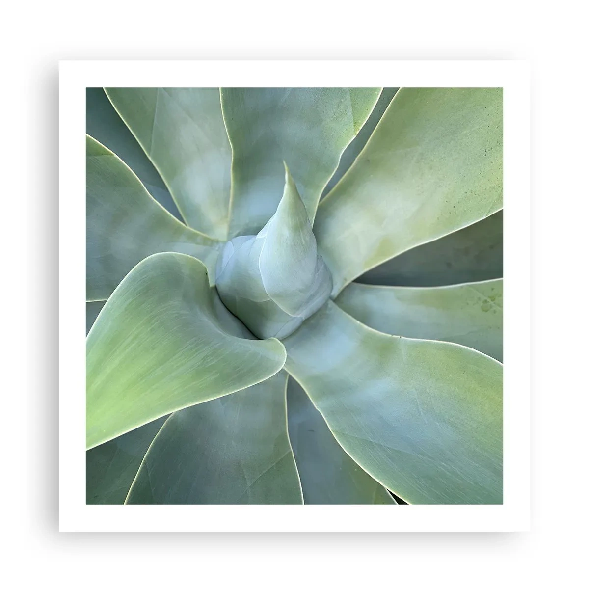 Affisch - Det gröna föds - 60x60 cm