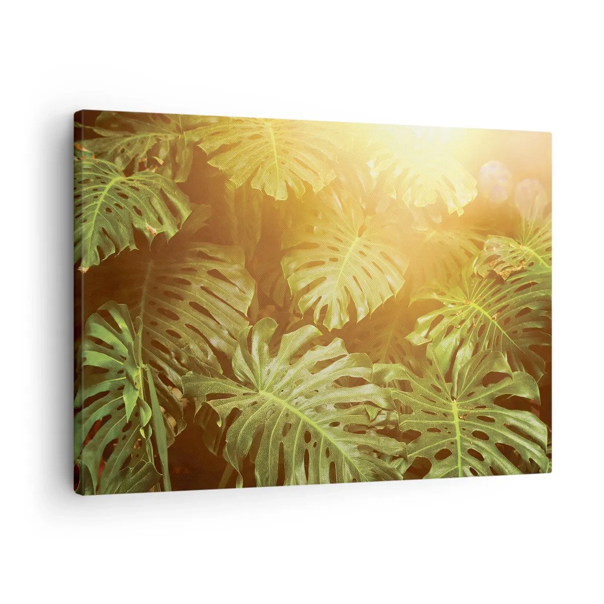 Canvastavla - Bild på duk - Monsterablad i solljuset mot en naturlig bakgrund - 70x50cm - Beträda grönskan... - Modern väggdekoration för vardagsrum och sovrum ARTTOR