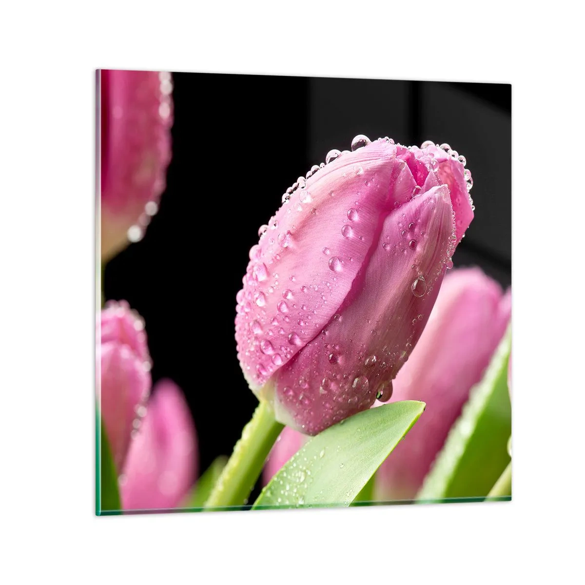 Glastavla - Bild på glas - Lila sömn i daggen - 40x40 cm