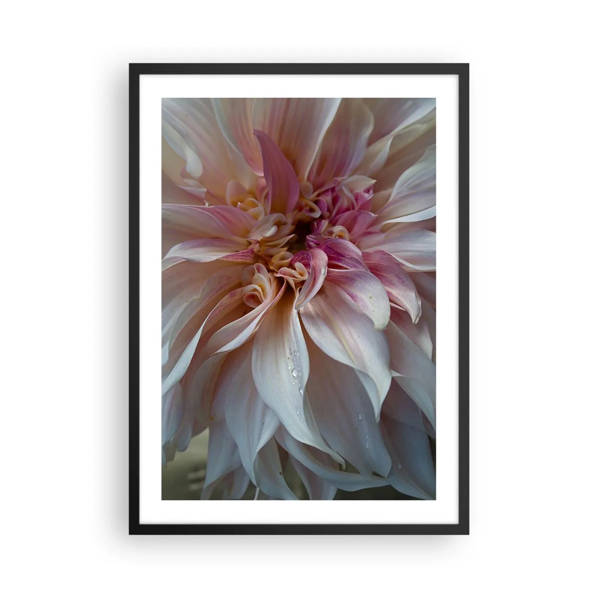 Affisch i svart ram - Närbild av fina blomblad i pastellfärger - 50x70cm - Blommande friskhet - Modern väggdekoration för vardagsrum och sovrum ARTTOR