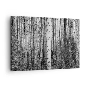 Canvastavla - Bild på duk - Svartvita björkar i skogen - 70x50cm - Björkpelargång - Modern väggdekoration för vardagsrum och sovrum ARTTOR