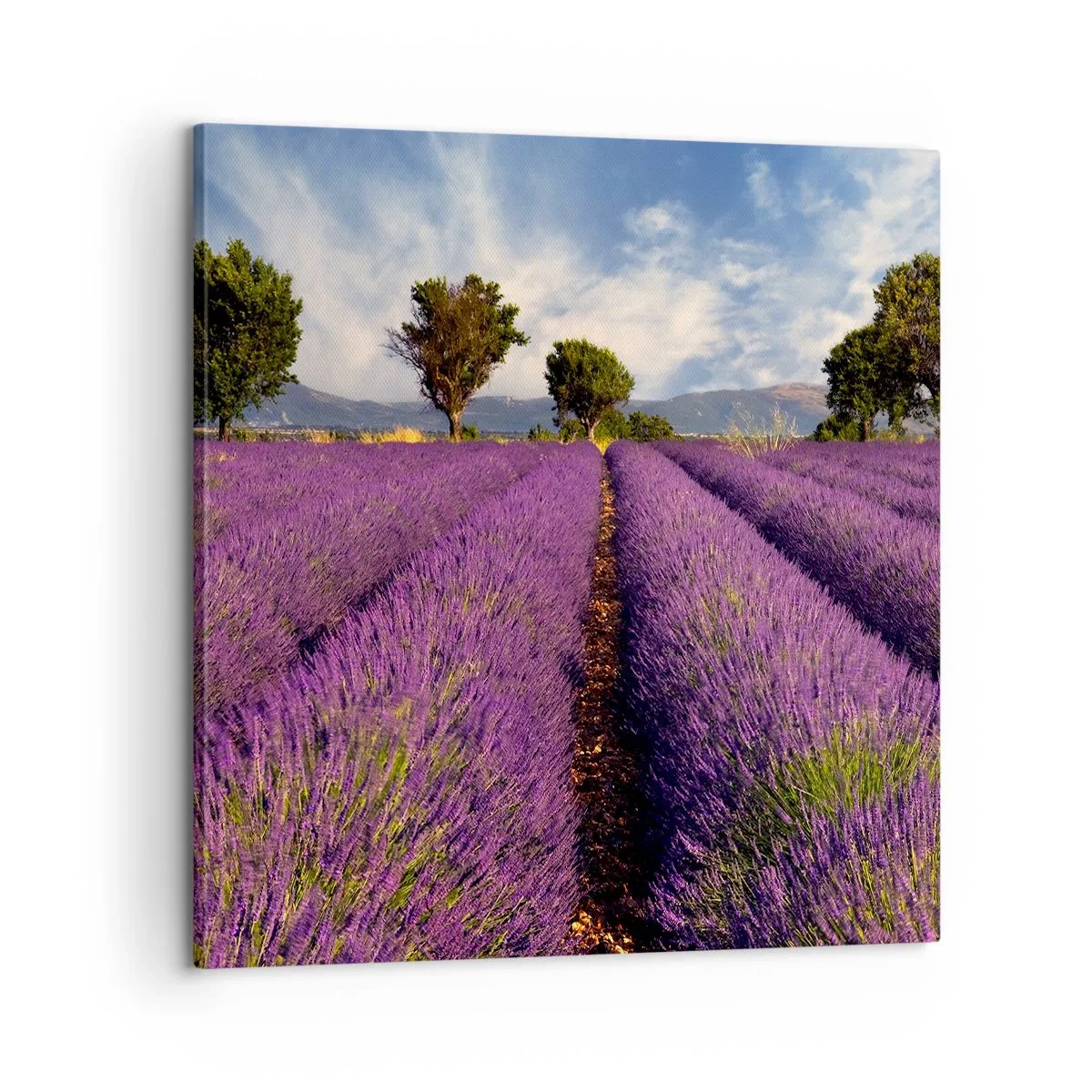 Canvastavla - Bild på duk - Lavendelrader - 60x60 cm
