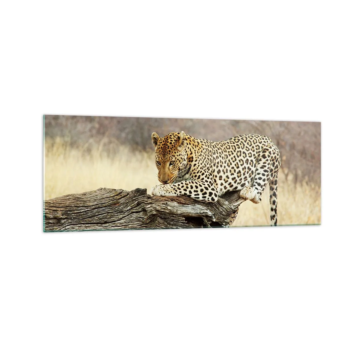 Glastavla - Bild på glas - Jag går min egen väg - 140x50 cm