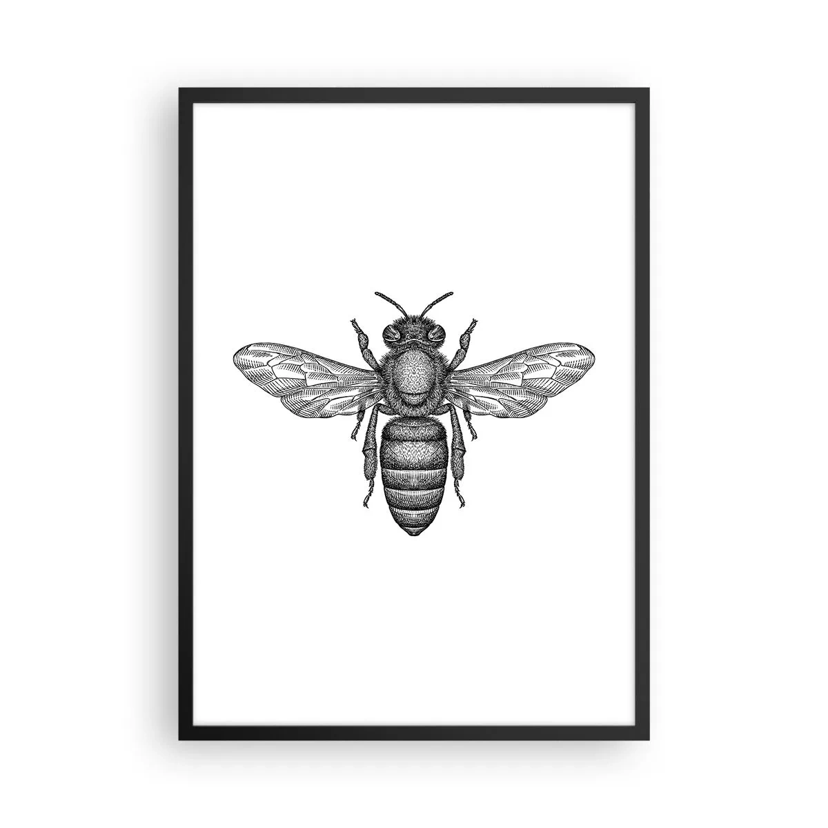 Affisch i svart ram - Noggrann illustration av ett bi på vit bakgrund - 50x70cm - Porträtt av en insekt - Modern väggdekoration för vardagsrum och sovrum ARTTOR