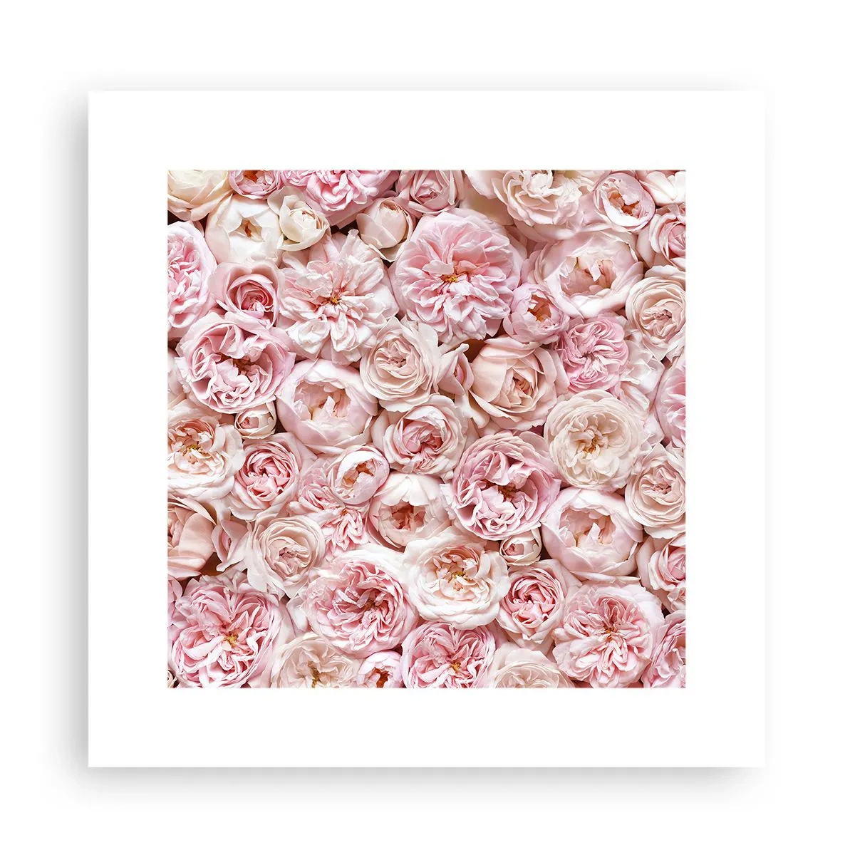 Affisch - Strödd med rosor - 30x30 cm