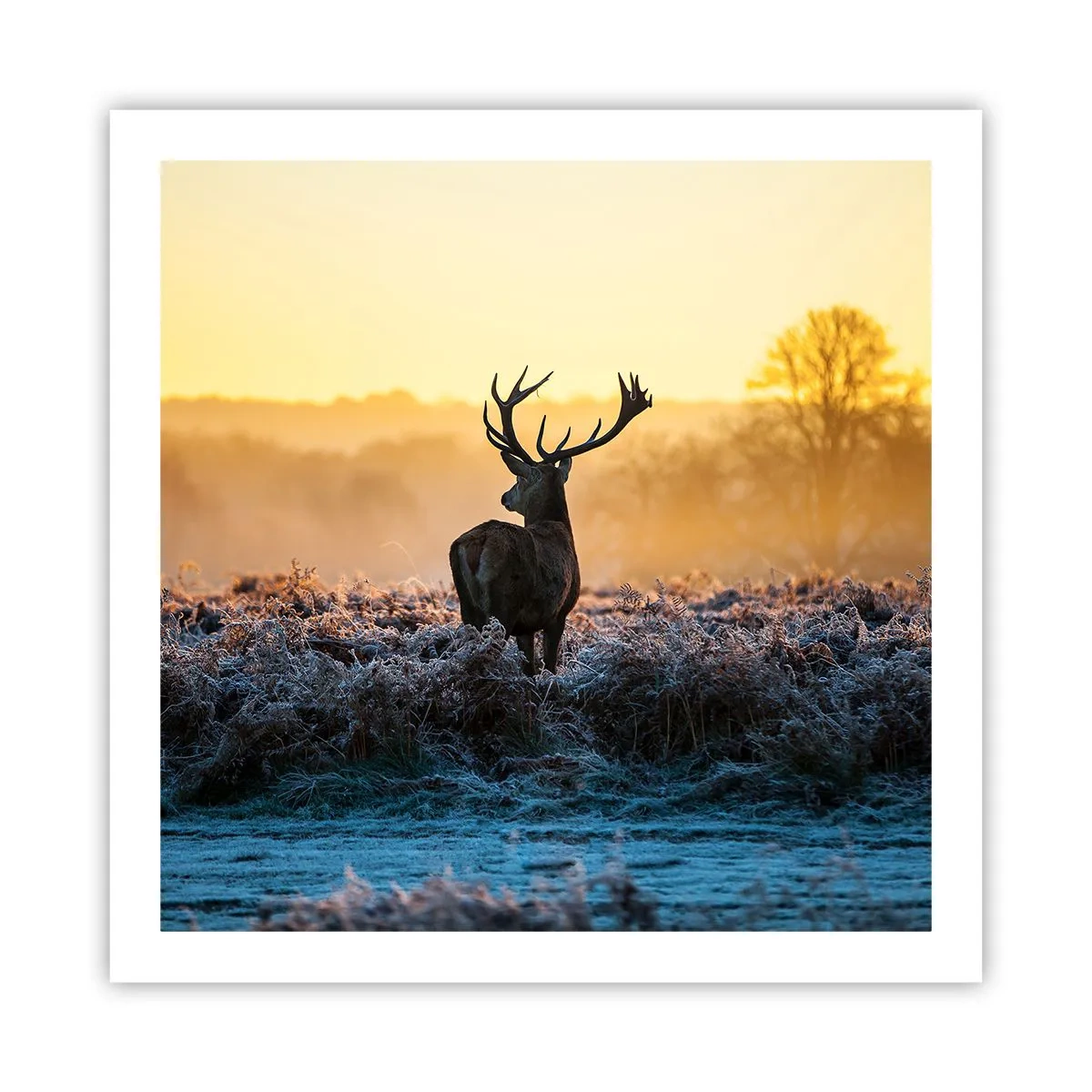 Affisch - Krönt på sin mark - 60x60 cm