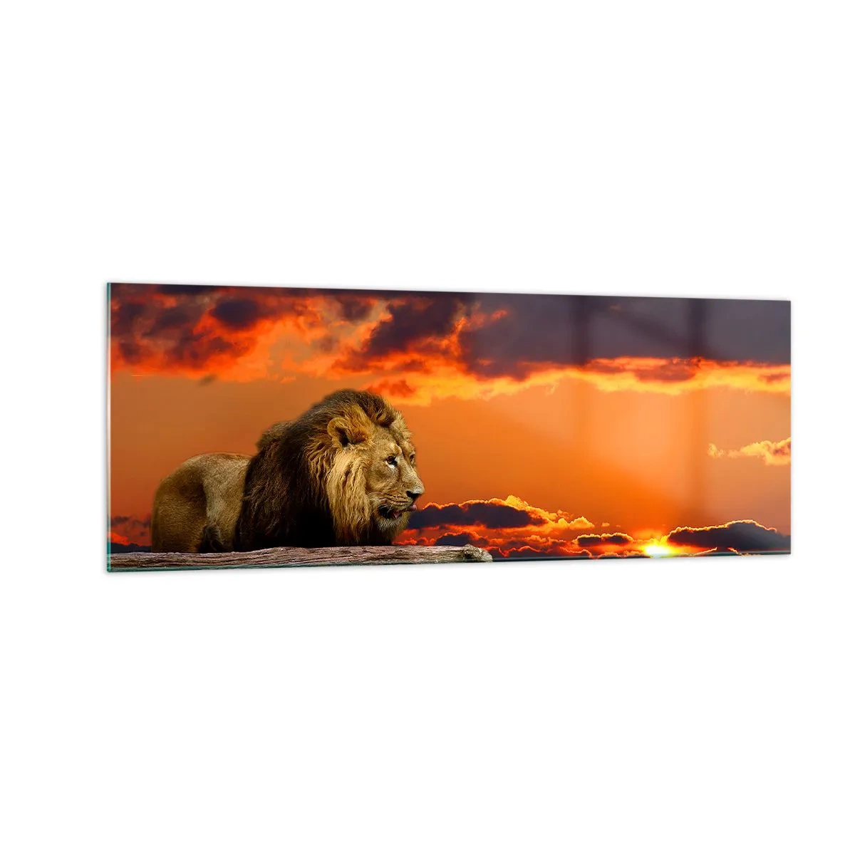 Glastavla - Bild på glas - Naturens kung - 140x50 cm