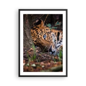 Affisch i svart ram - En liggande leopard med intensiva blå ögon - 50x70cm - Tro mig - Modern väggdekoration för vardagsrum och sovrum ARTTOR