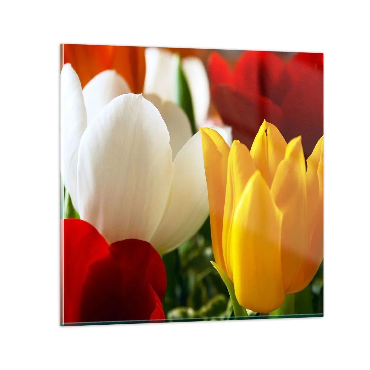 Glastavla - Bild på glas - Tulpanfeber - 30x30 cm