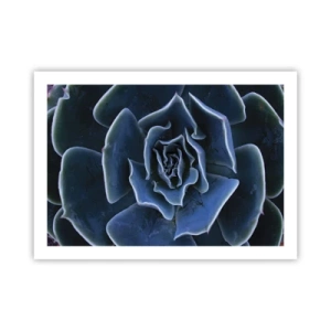 Affisch - Öknens blomma - 70x50 cm