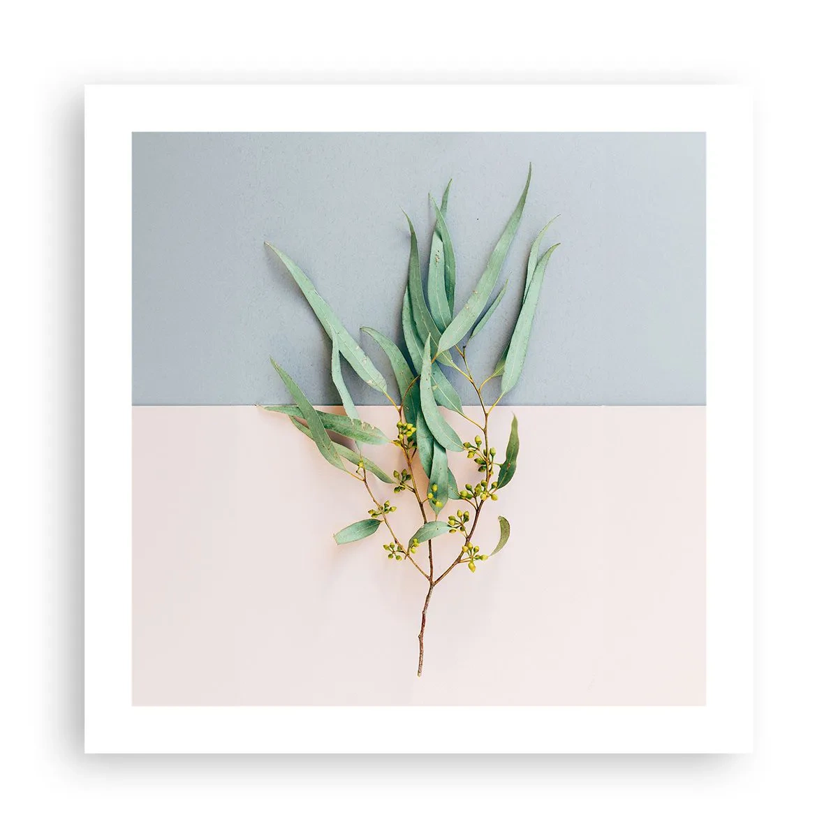 Affisch - Pastellens subtilitet - 50x50 cm