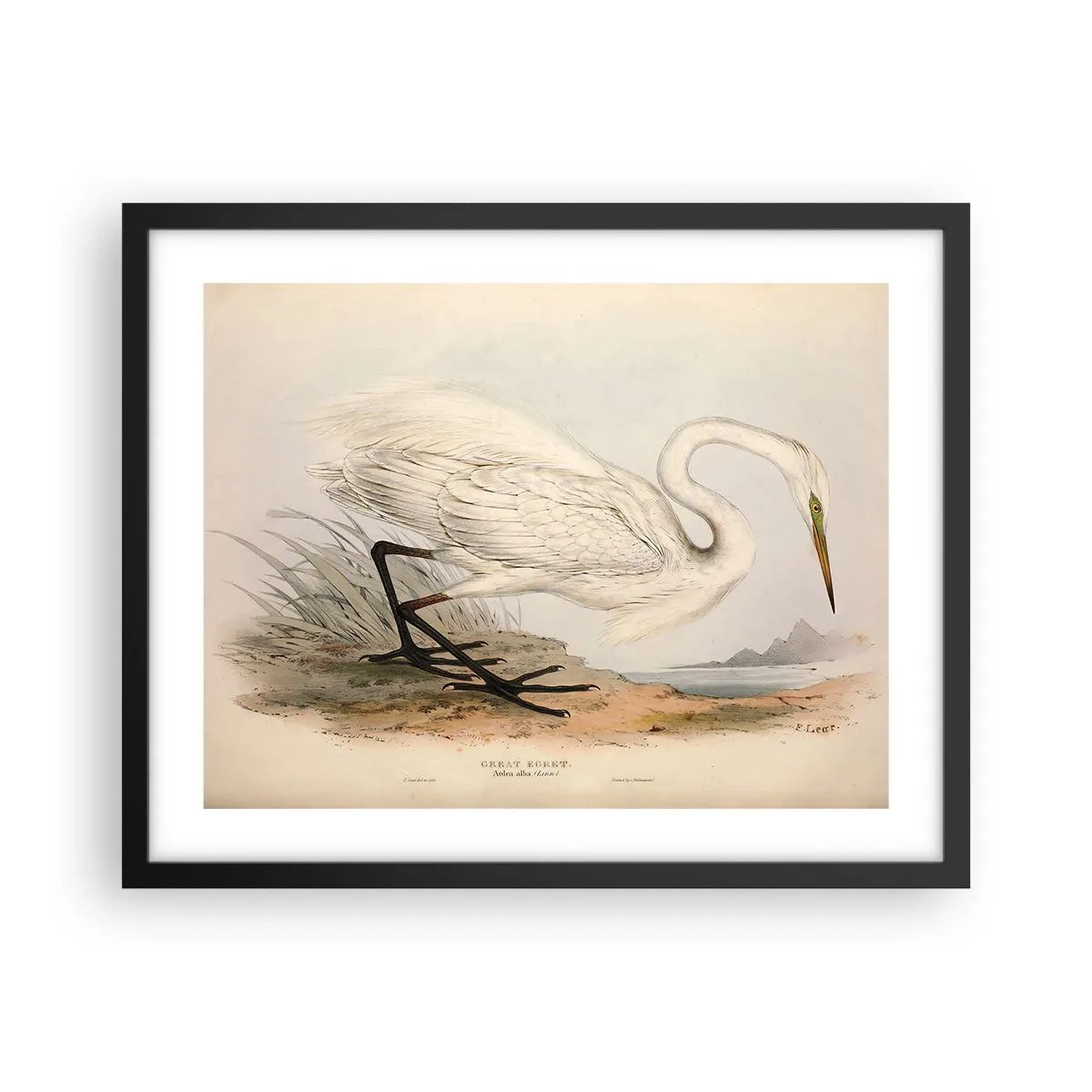 Affisch i svart ram - En dam i vassen - 50x40 cm