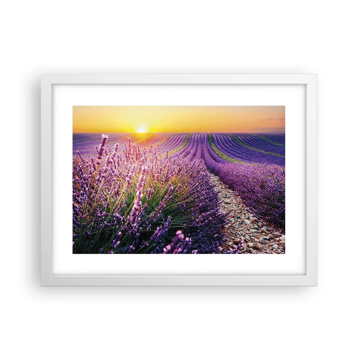 Affisch i vit ram - Doftande åkermark - 40x30 cm