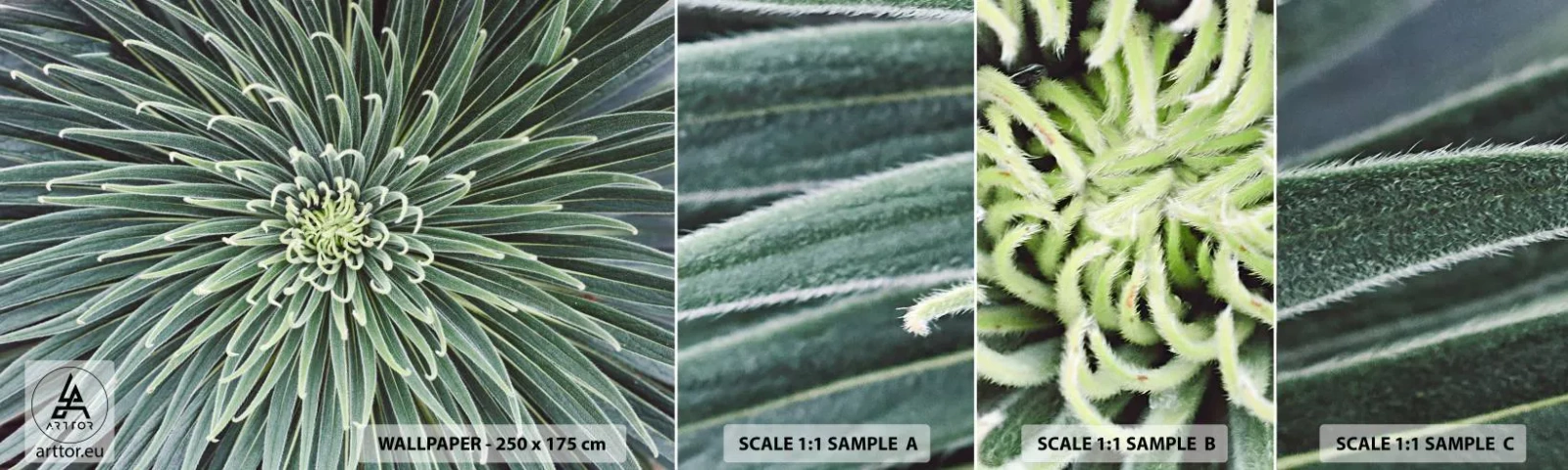 Provbit av självhäftande fototapet Deluxe Sticker - Stjärna föds - Agave blomma, Agave, Blommor - 100x30 cm