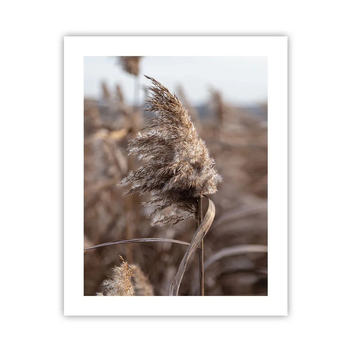 Affisch - Dags att flyga bort med vinden - 40x50 cm