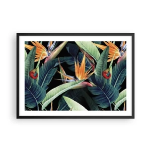 Affisch i svart ram - Tropikens brinnande blommor - 70x50 cm