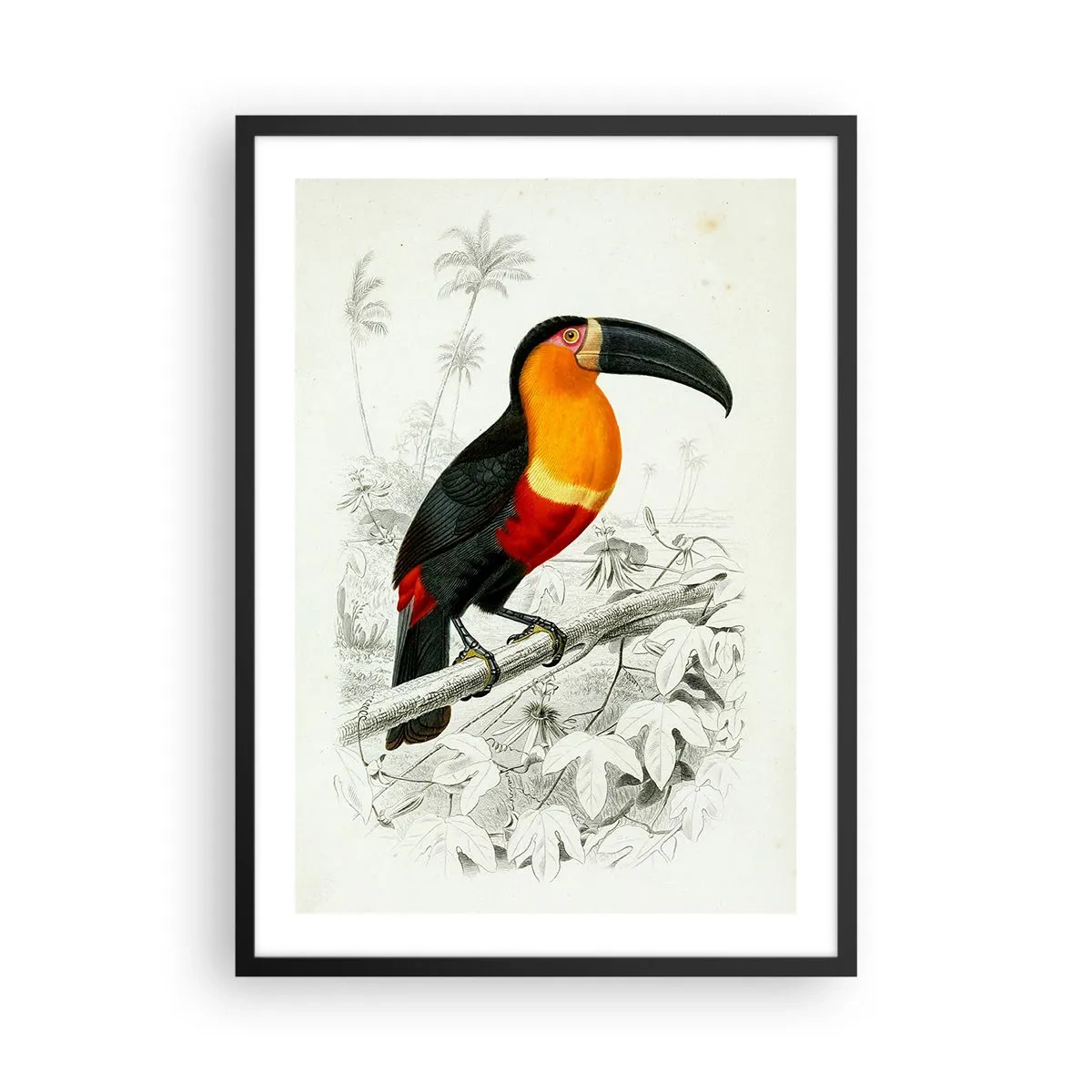 Affisch i svart ram - Papegojaporträtt - 50x70cm - Fåglarnas färger - Modern väggdekoration för vardagsrum och sovrum ARTTOR