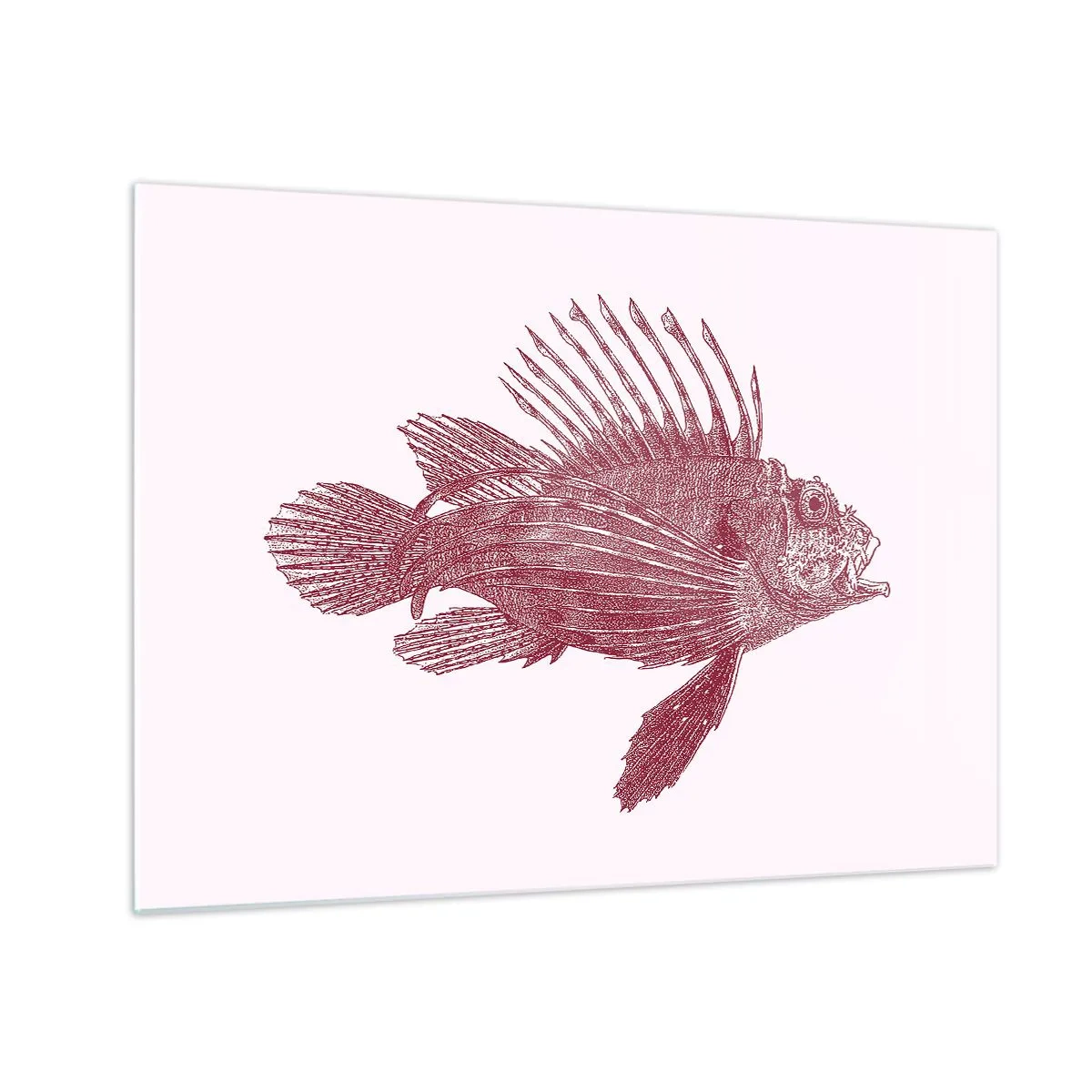 Glastavla - Bild på glas - Skiss av en exotisk fisk i vinröd färg på en ljus bakgrund - 70x50cm - En invånare i exotiska vatten - Modern väggdekoration för vardagsrum och sovrum ARTTOR
