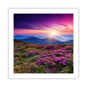 Affisch - Doftande örter - 50x50 cm