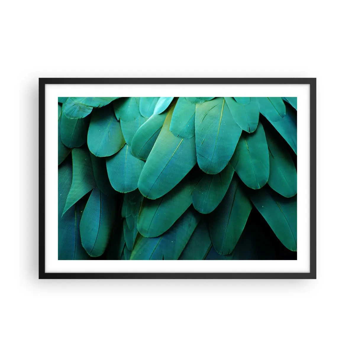 Affisch i svart ram - Precision av papegojans natur - 70x50 cm