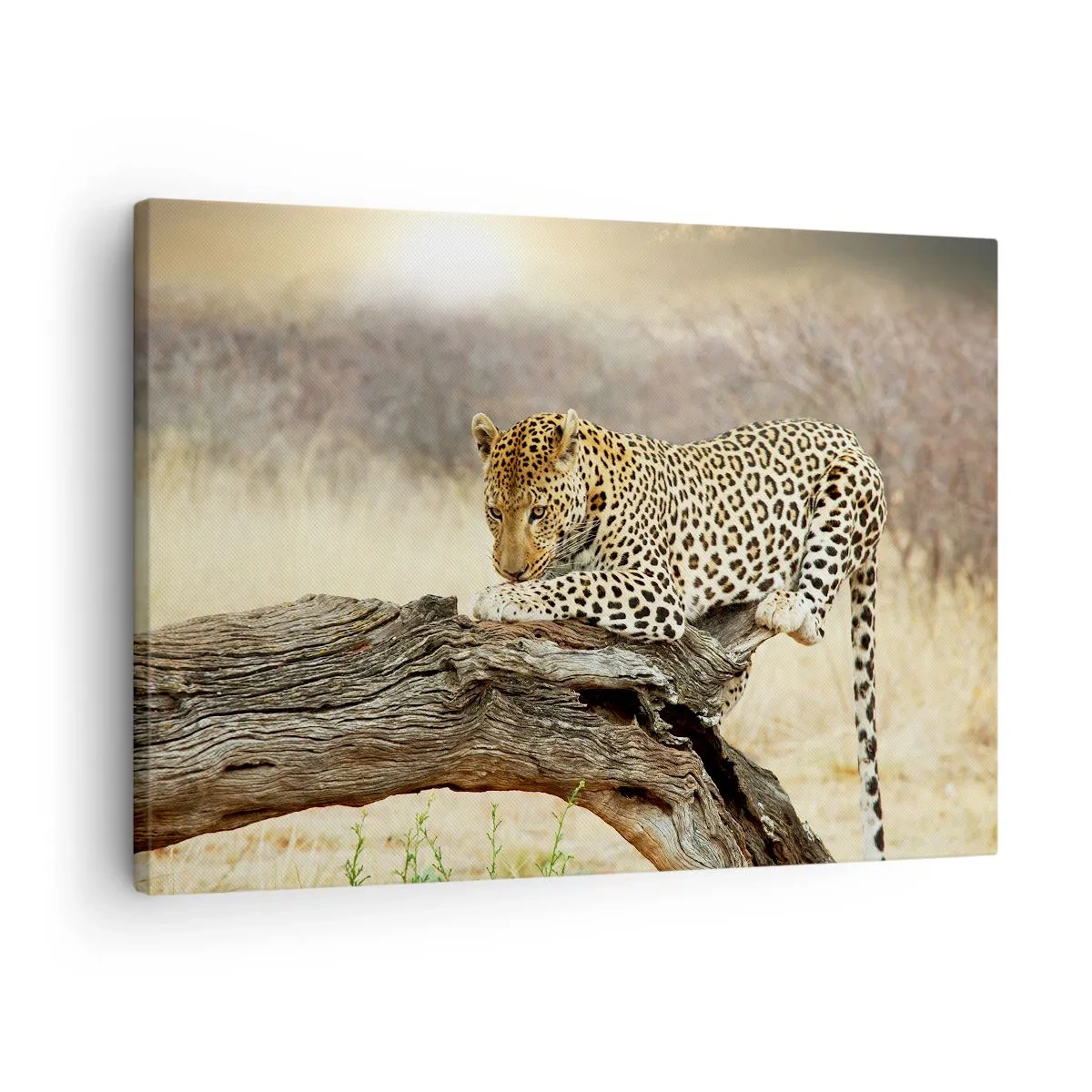 Canvastavla - Bild på duk - En leopard som vilar på en trädstam i savannen - 70x50cm - Jag går min egen väg - Modern väggdekoration för vardagsrum och sovrum ARTTOR