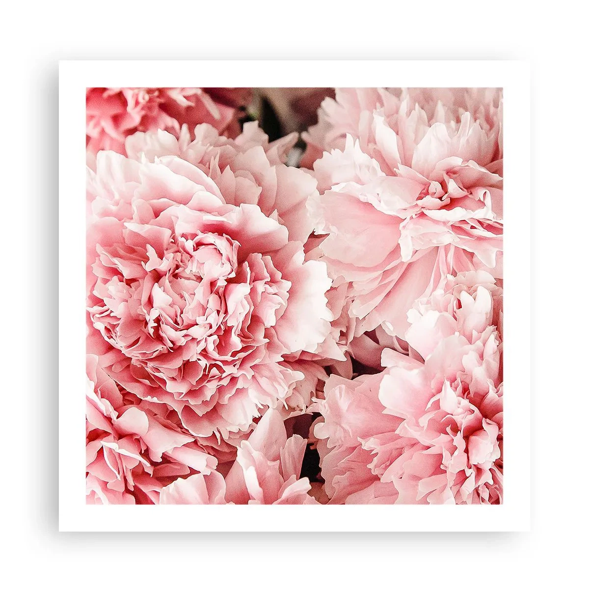 Affisch - Rosa dröm - 60x60 cm