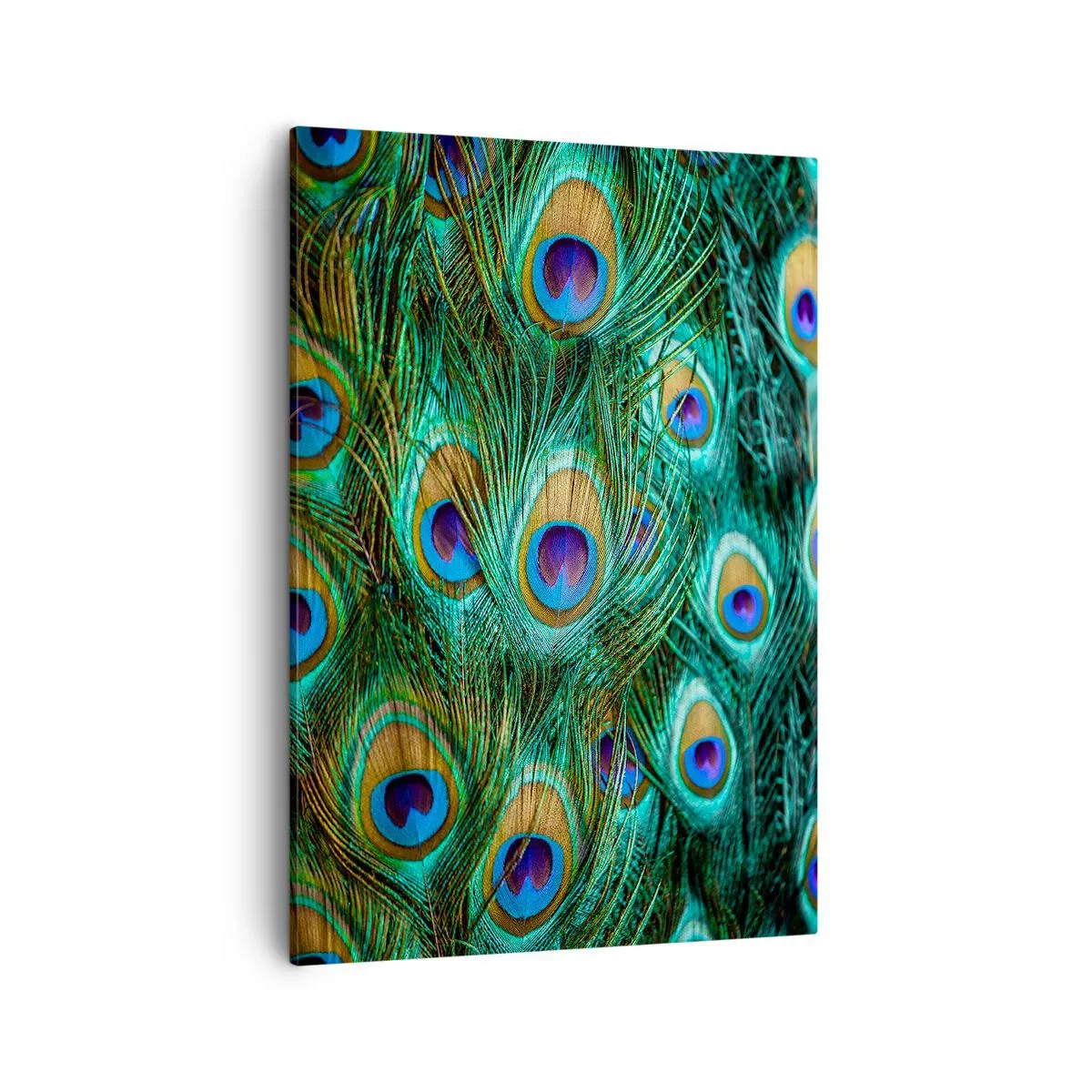 Canvastavla - Bild på duk - Påfågels blick - 50x70 cm