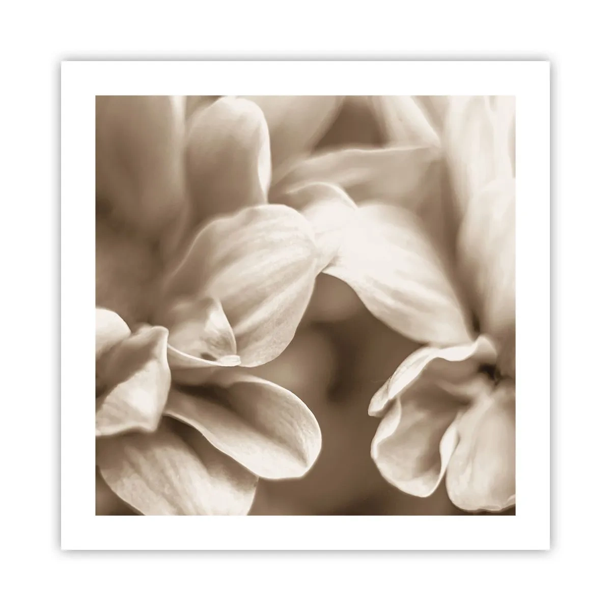 Affisch - Milda som ett leende - 50x50 cm