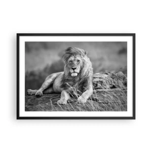 Affisch i svart ram - Kunglig siesta - 70x50 cm