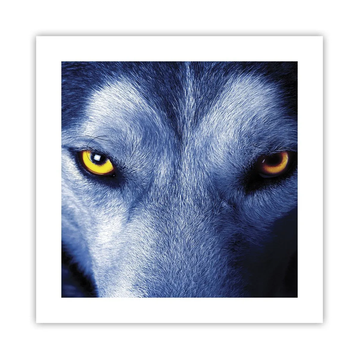 Affisch - Hypnotiserade titt - 40x40 cm