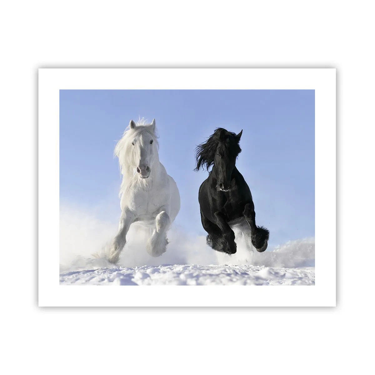 Affisch - Svart-vit galopp - 50x40 cm