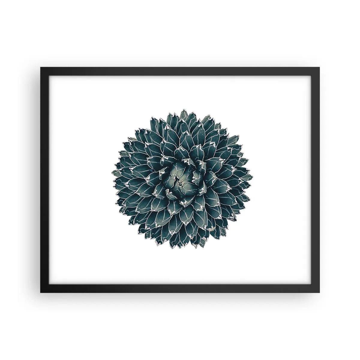 Affisch i svart ram - Öknens stjärna - 50x40 cm