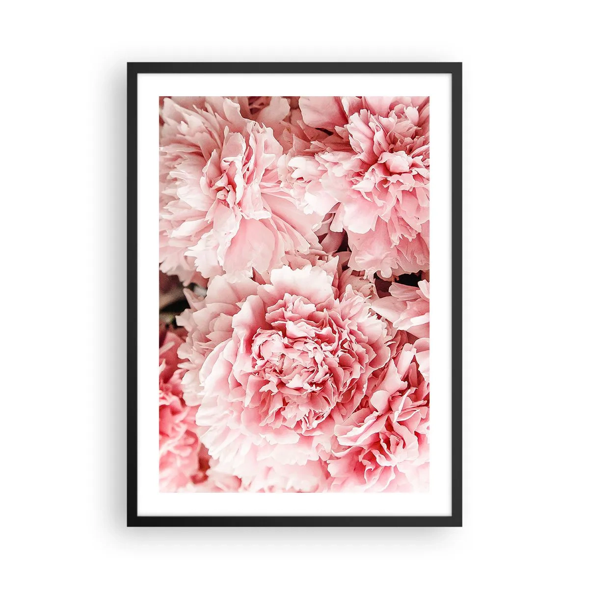 Affisch i svart ram - Fina rosa pioner i full blom - 50x70cm - Rosa dröm - Modern väggdekoration för vardagsrum och sovrum ARTTOR